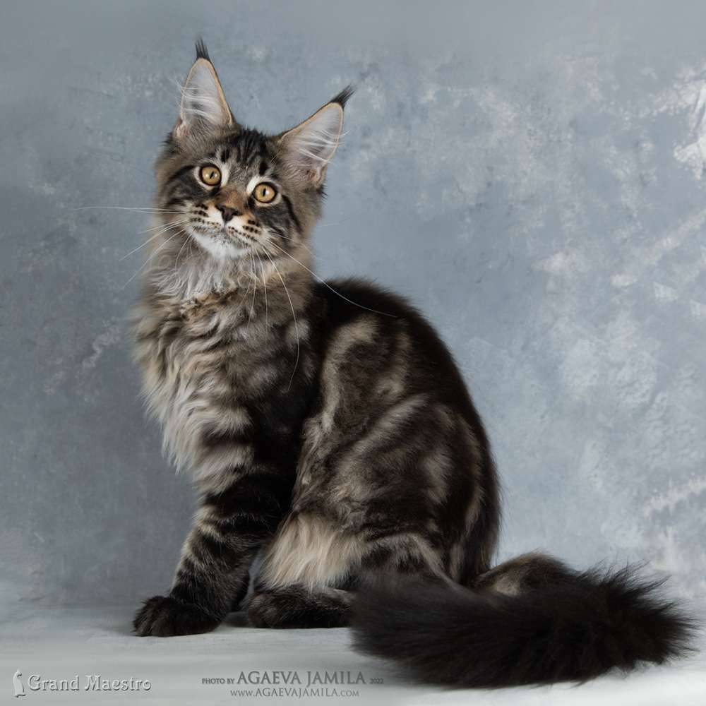 Алистер, 4.5 мес.