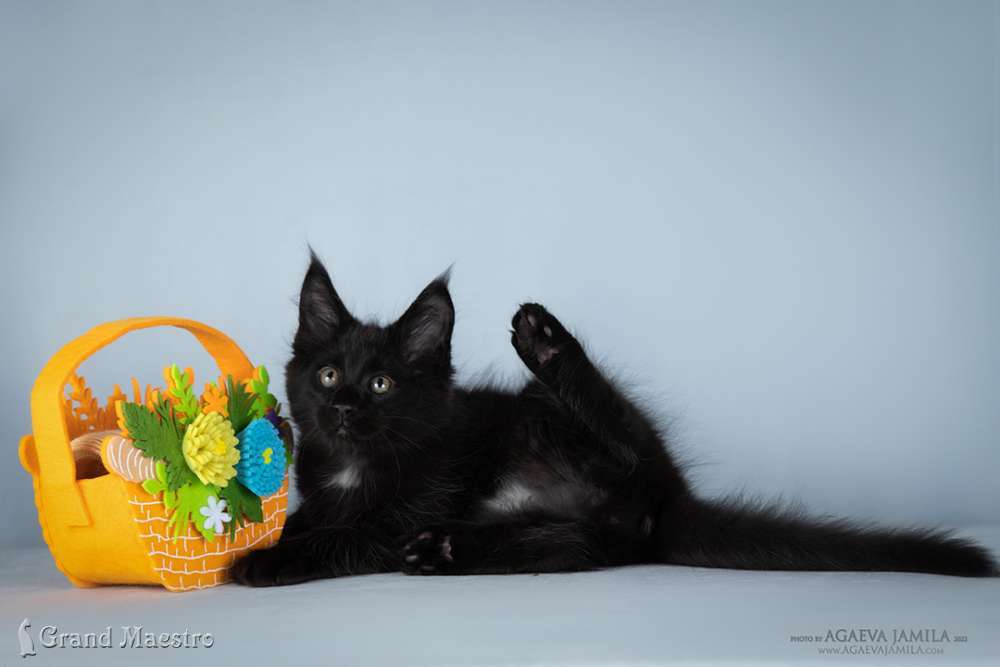 Кристофер, 2.5 мес.