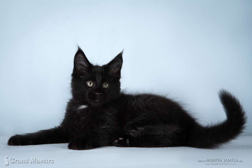 Кристофер, 2.5 мес.