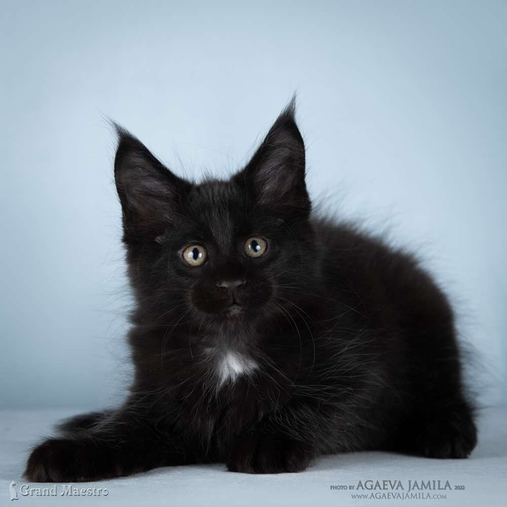 Кристофер, 2.5 мес.