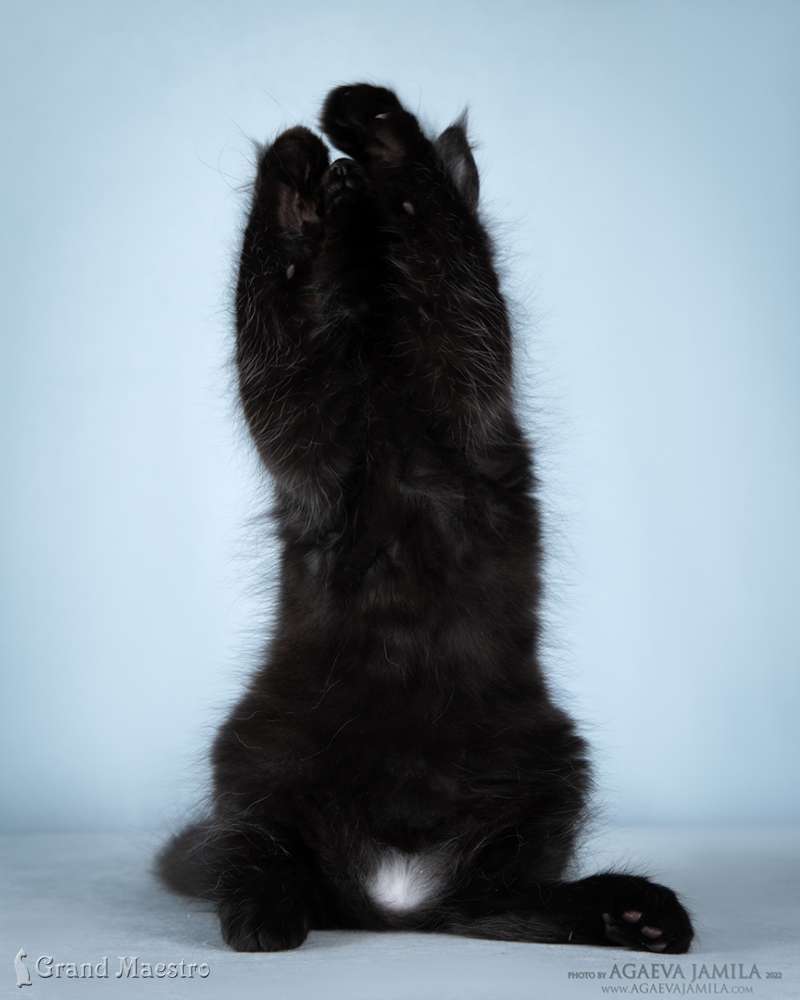 Кристофер, 2.5 мес.