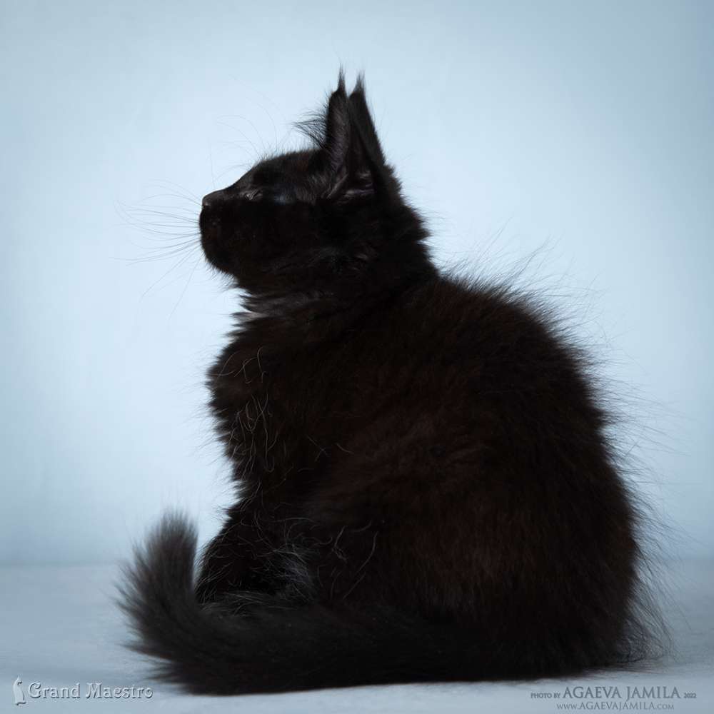 Кристофер, 2.5 мес.