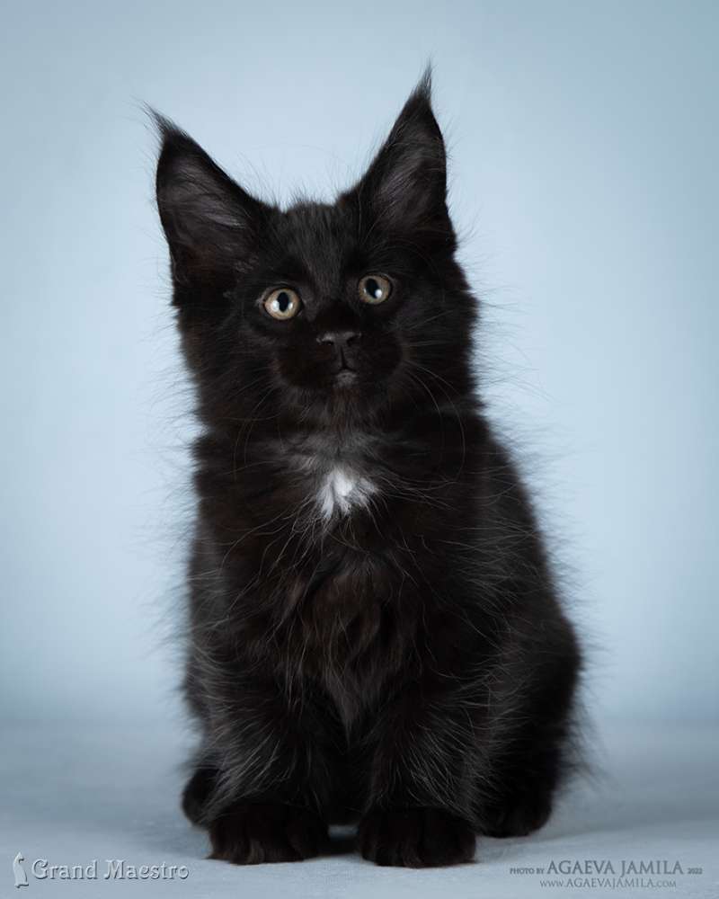 Кристофер, 2.5 мес.
