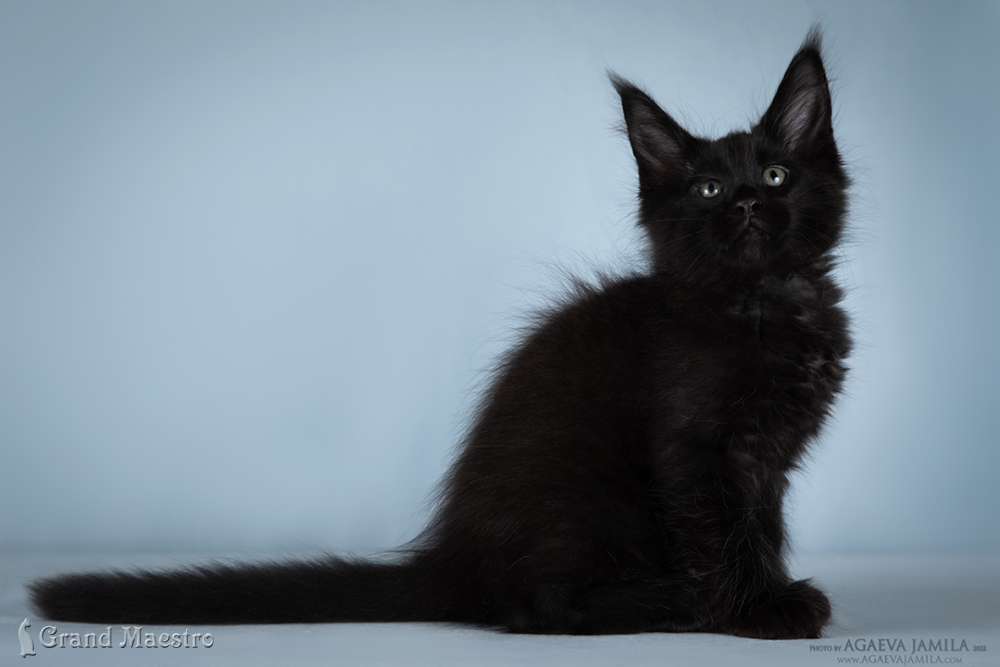 Кларенс, 2.5 мес.