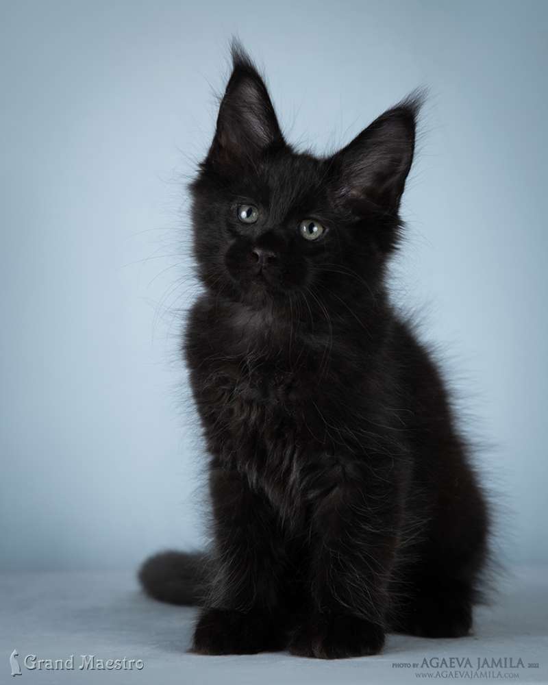 Кларенс, 2.5 мес.