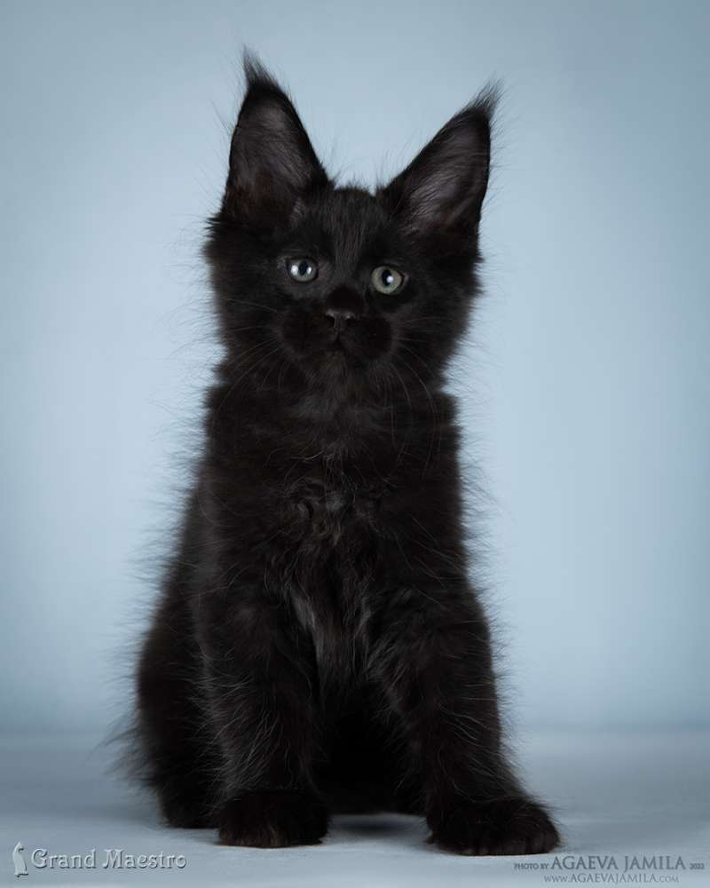 Кларенс, 2.5 мес.