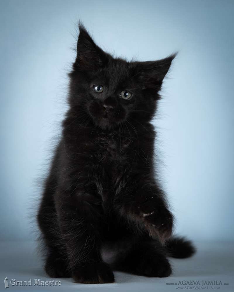 Кларенс, 2.5 мес.