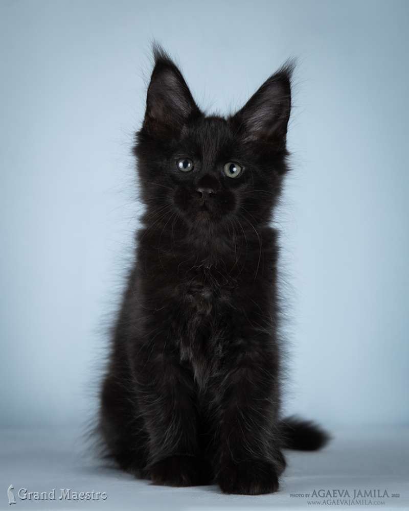 Кларенс, 2.5 мес.