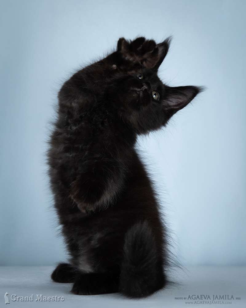 Кларенс, 2.5 мес.