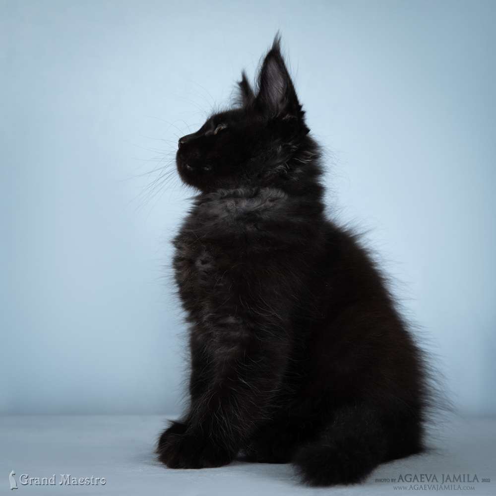 Кларенс, 2.5 мес.
