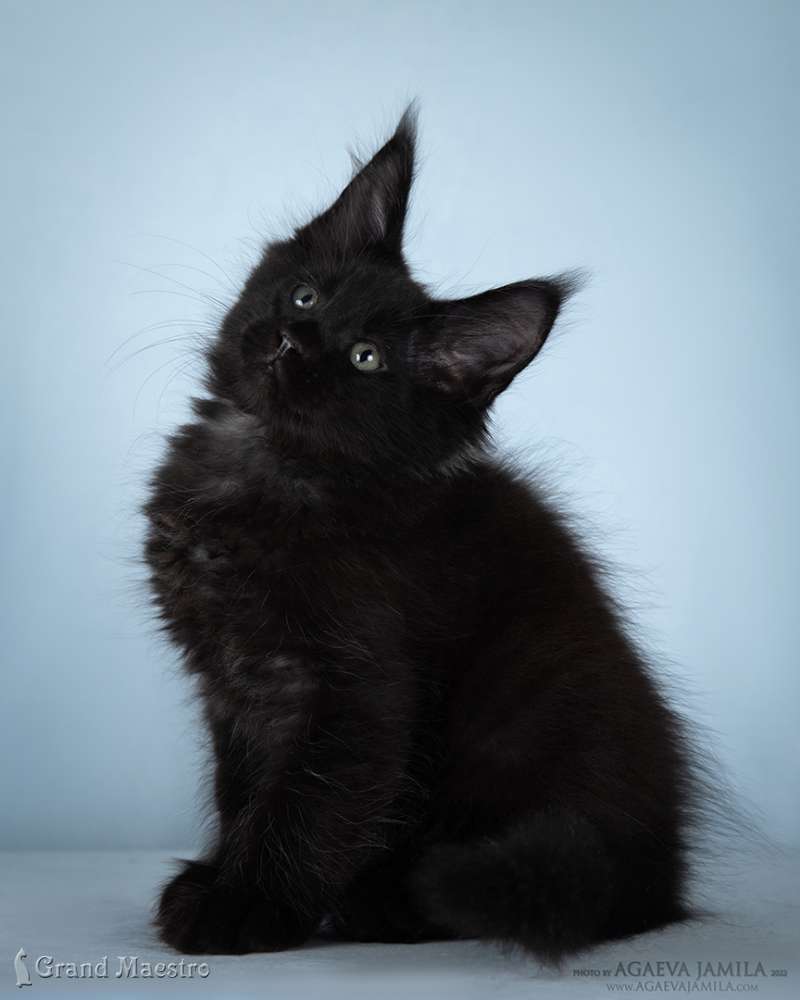 Кларенс, 2.5 мес.