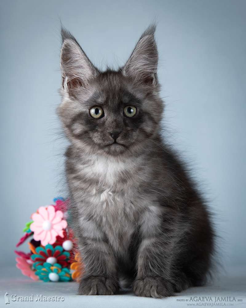 Хлое, 2.5 мес.