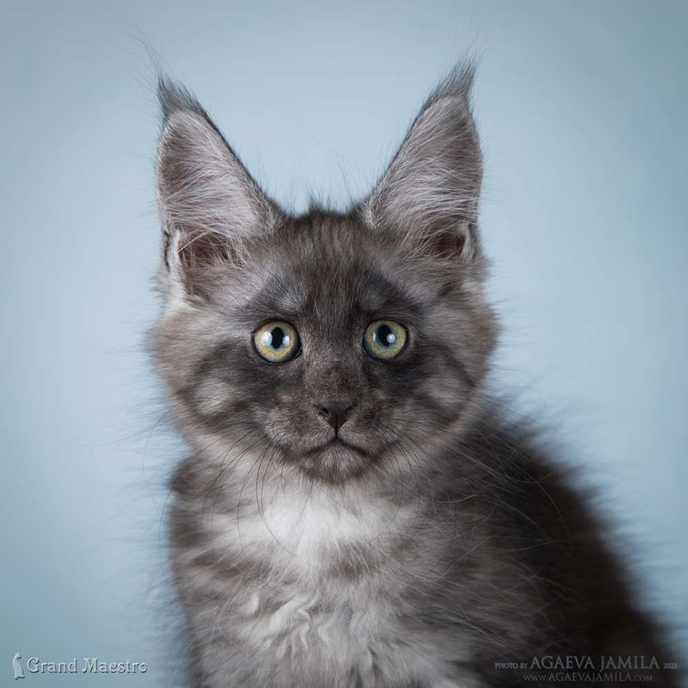 Хлое, 2.5 мес.