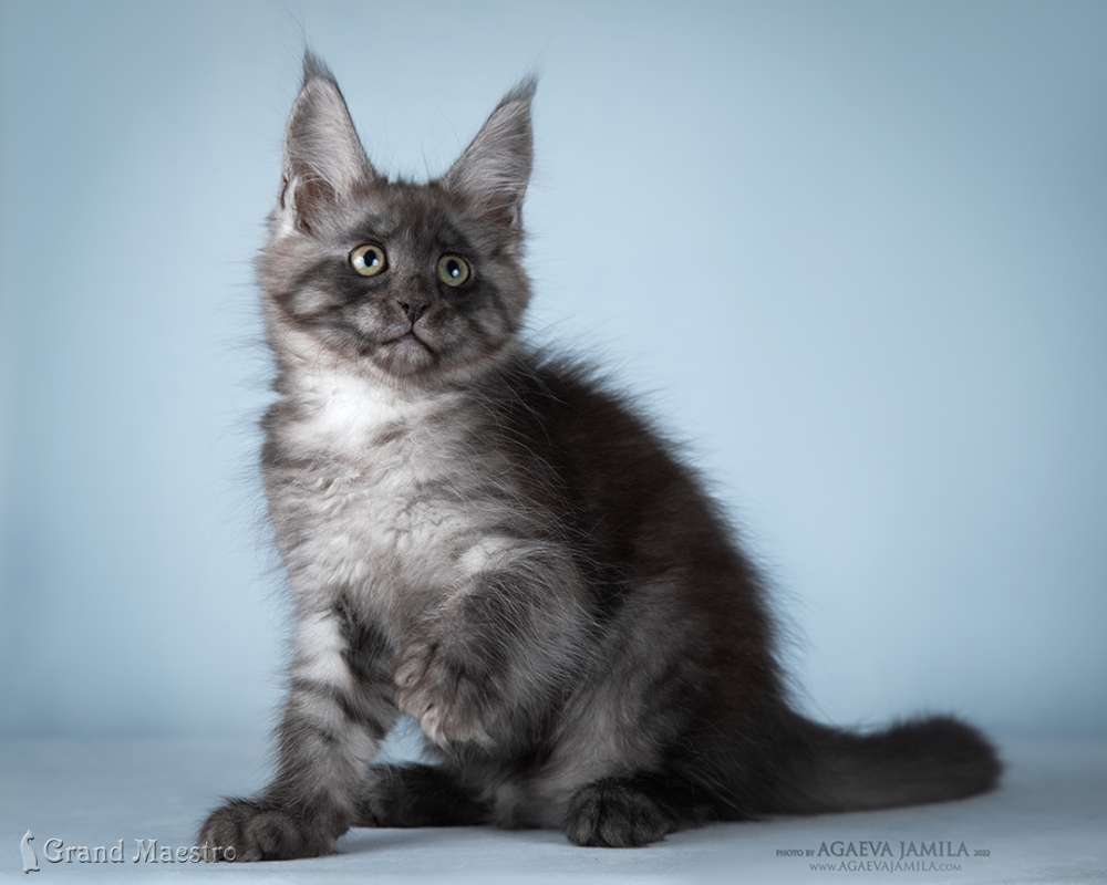 Хлое, 2.5 мес.