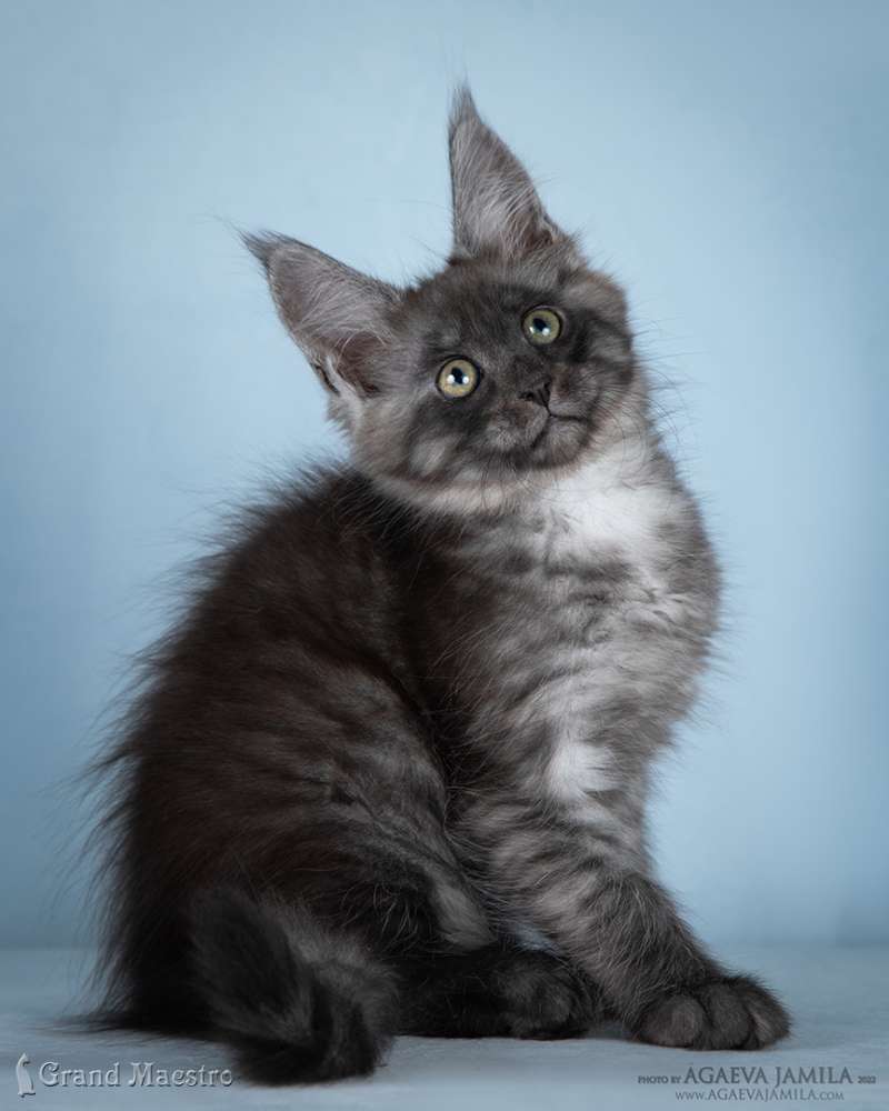 Хлое, 2.5 мес.