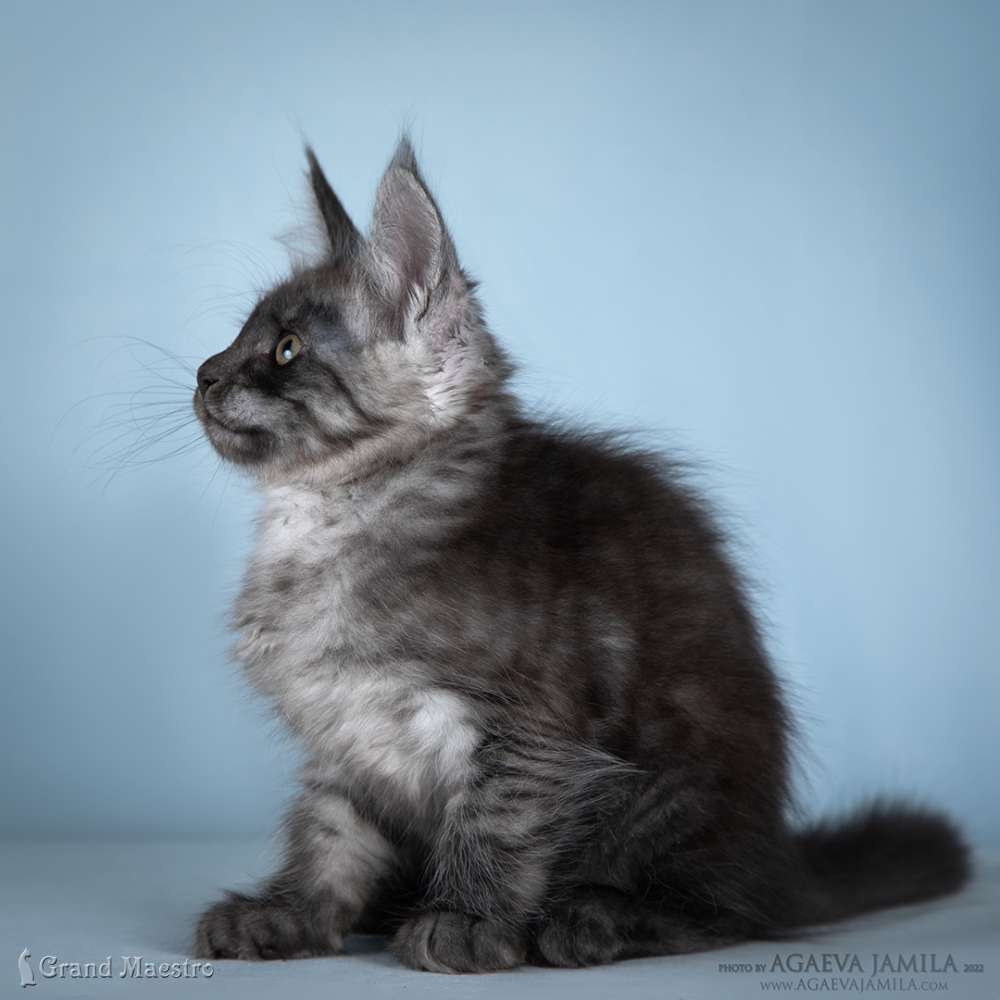 Хлое, 2.5 мес.