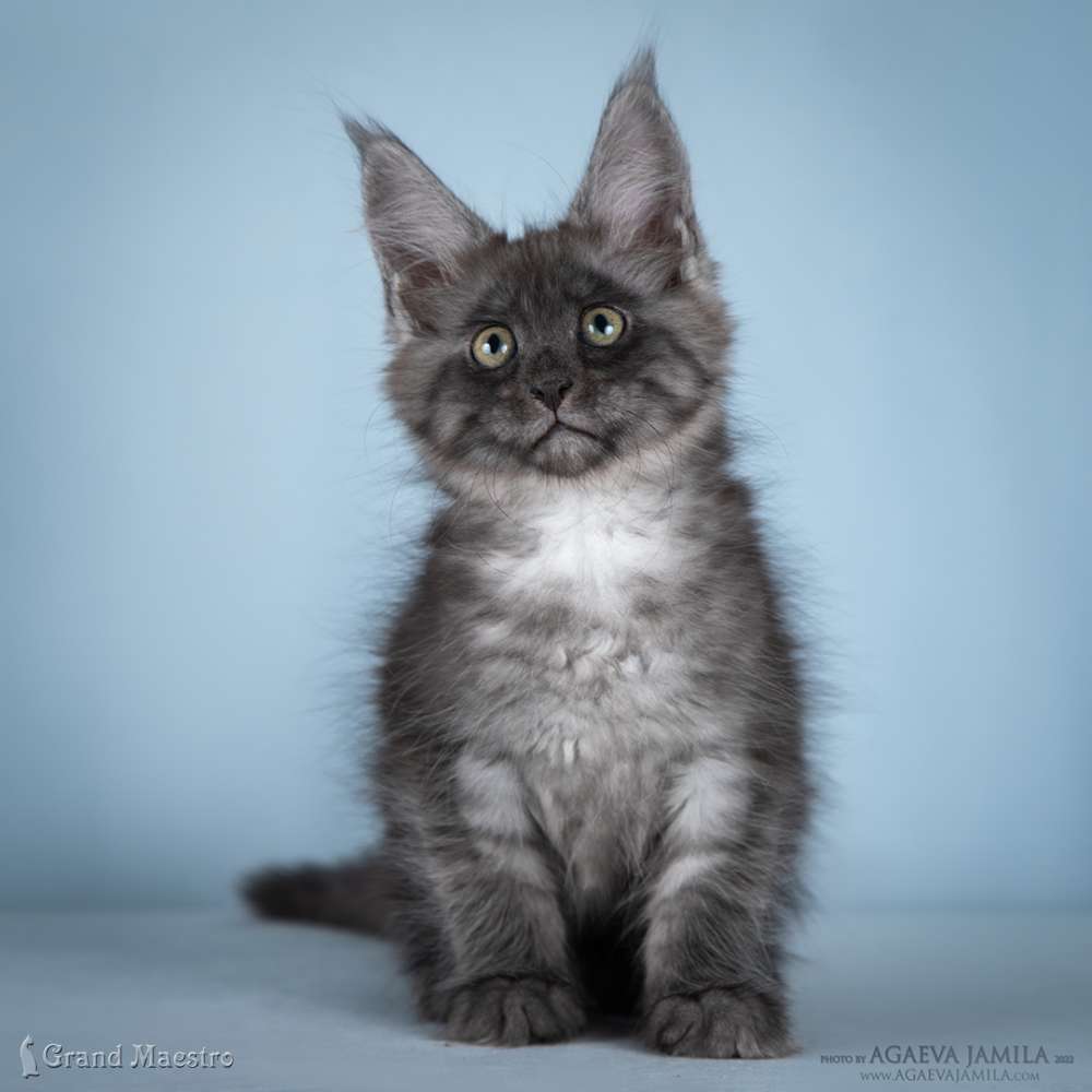 Хлое, 2.5 мес.