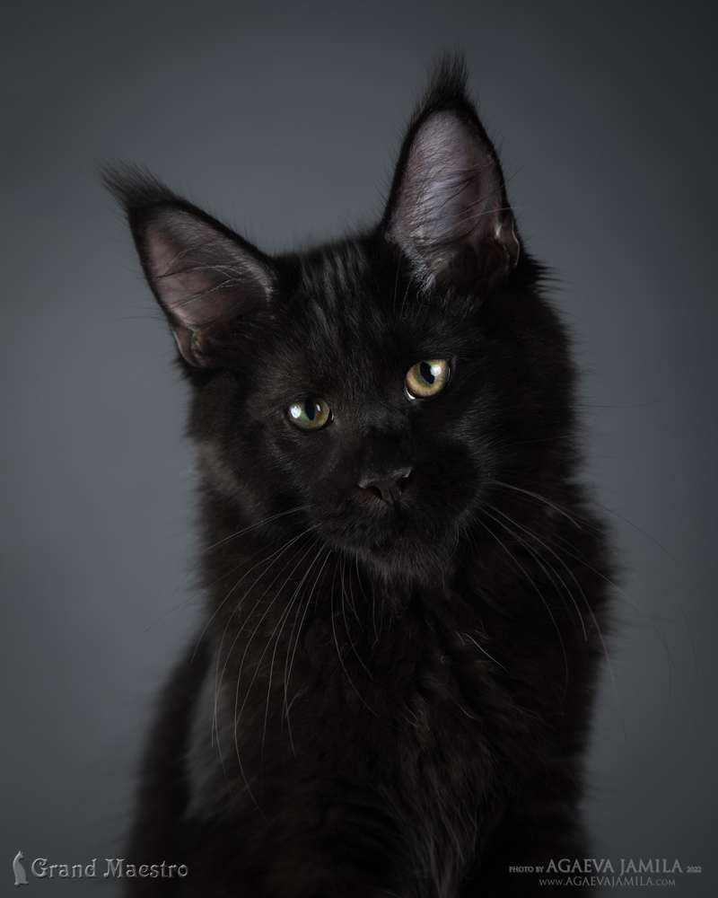 Кларенс, 4 мес.