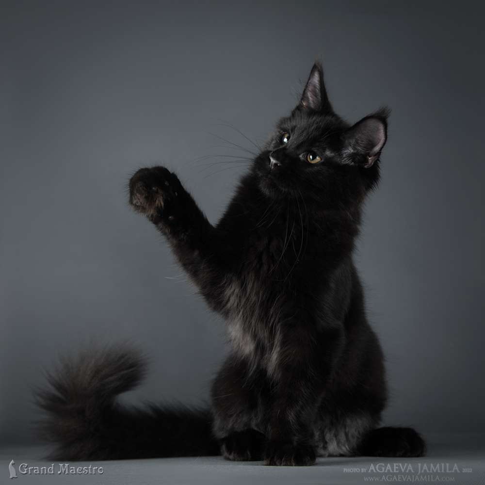 Кларенс, 4 мес.