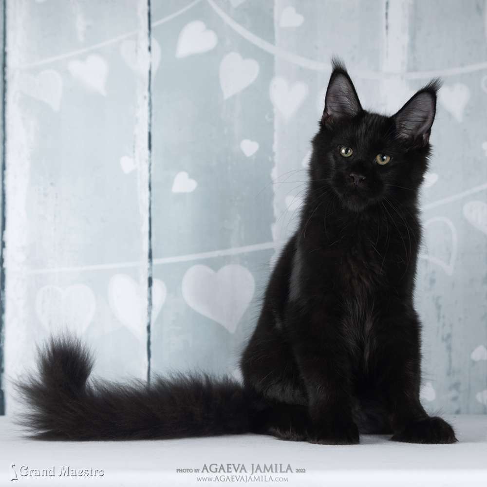 Кларенс, 4 мес.