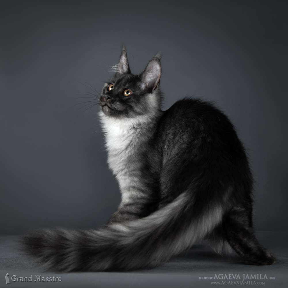 Хлое, 4 мес.