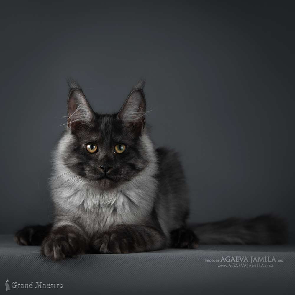 Хлое, 4 мес.