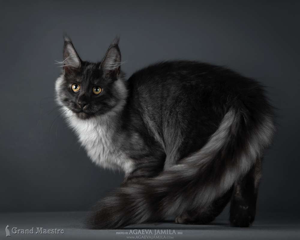 Хлое, 4 мес.