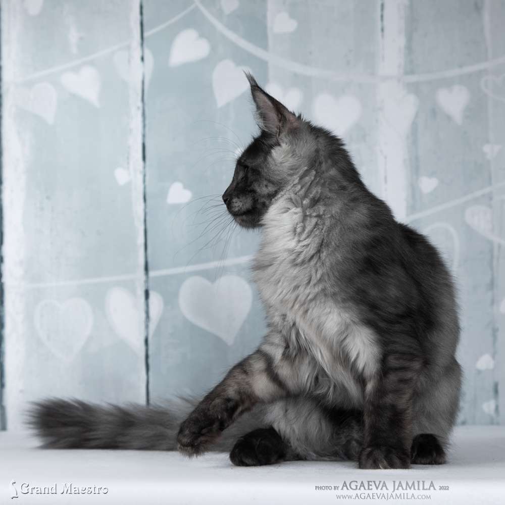 Хлое, 4 мес.