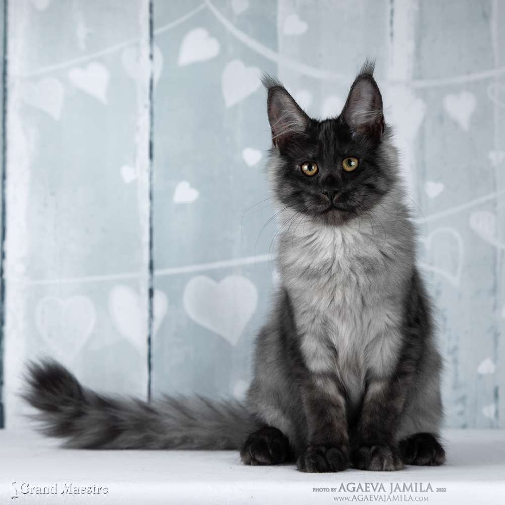 Хлое, 4 мес.
