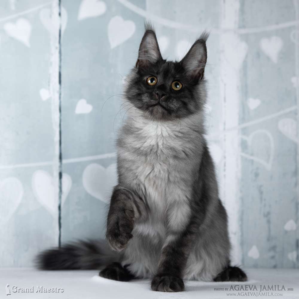 Хлое, 4 мес.