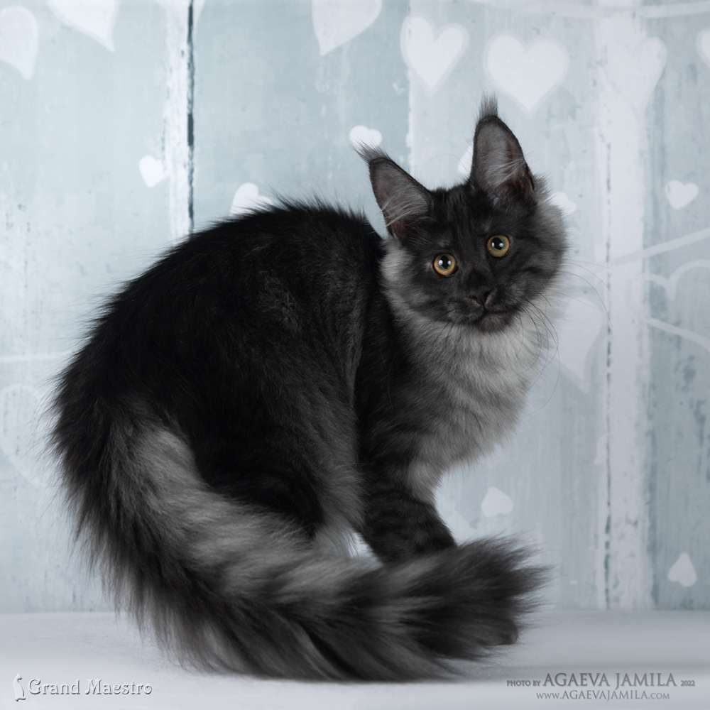 Хлое, 4 мес.
