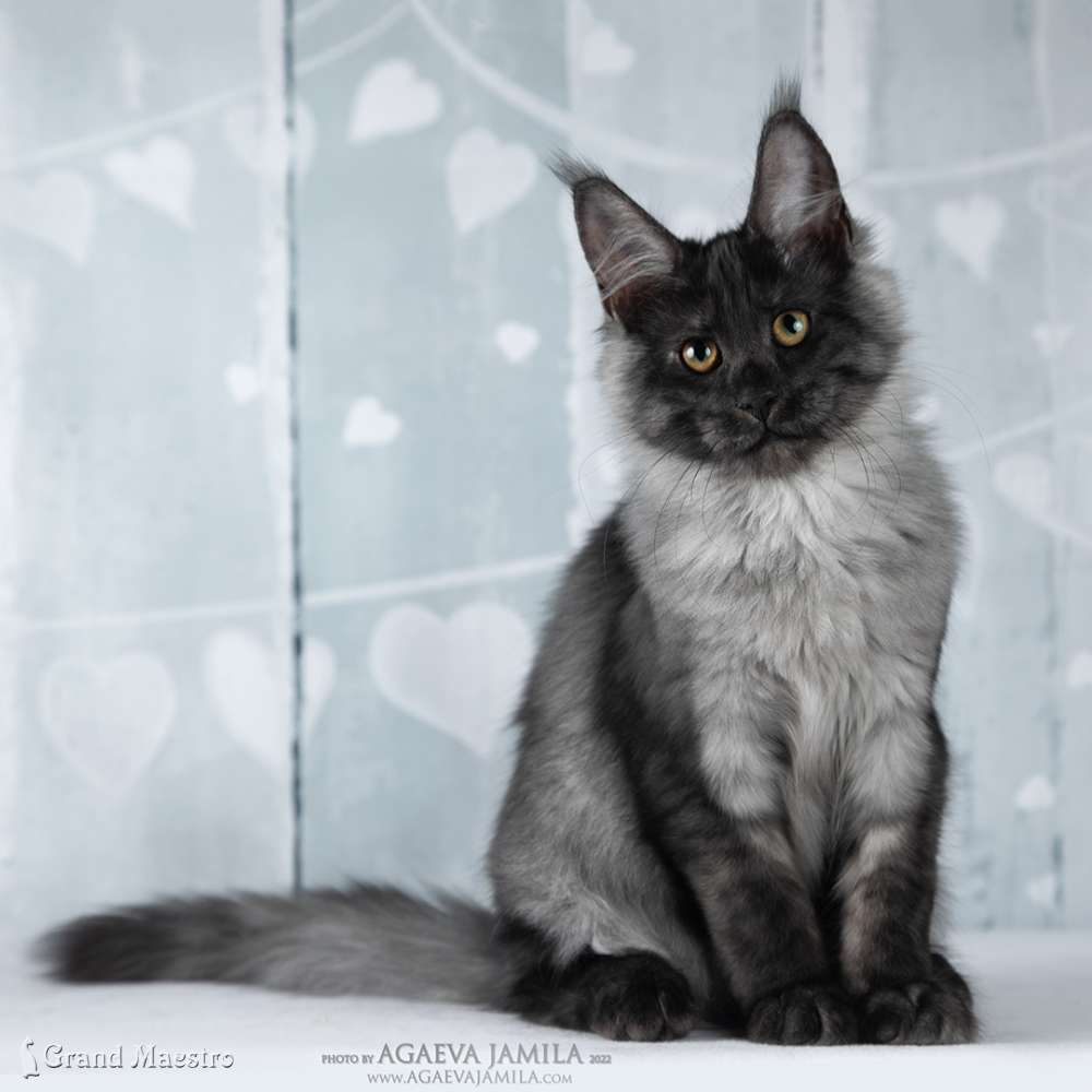 Хлое, 4 мес.