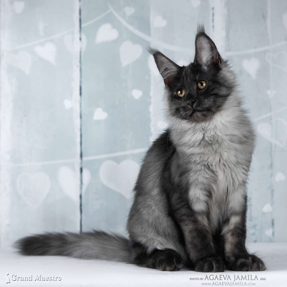 Хлое, 4 мес.
