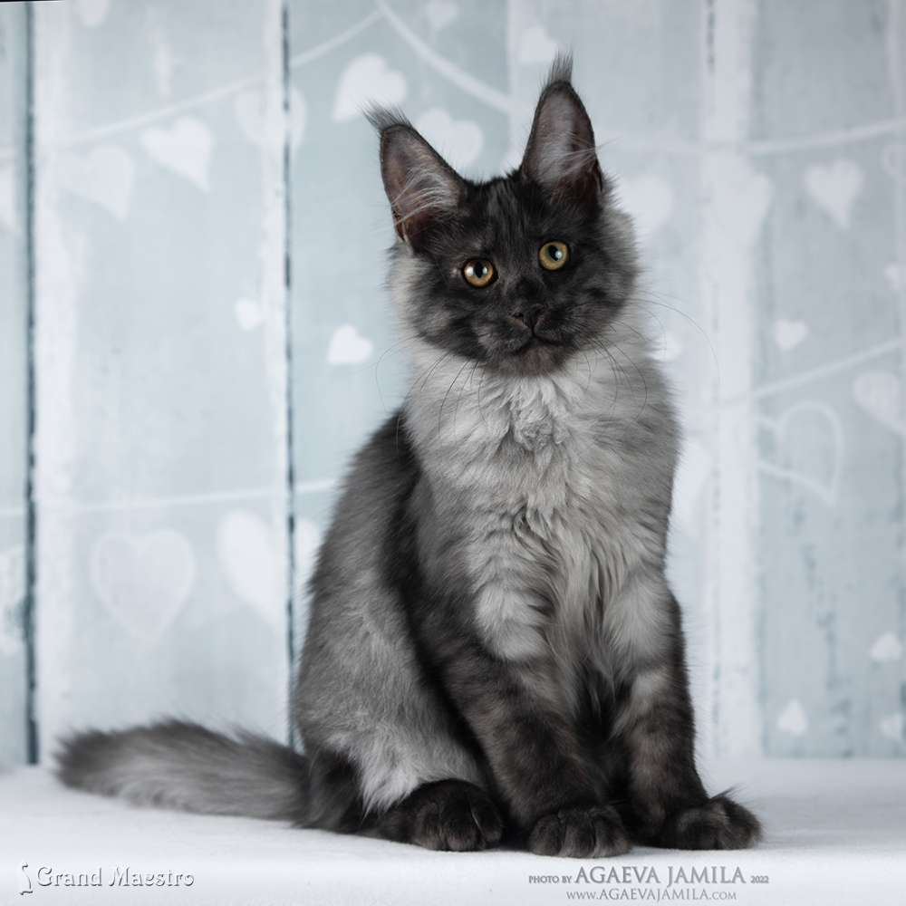 Хлое, 4 мес.