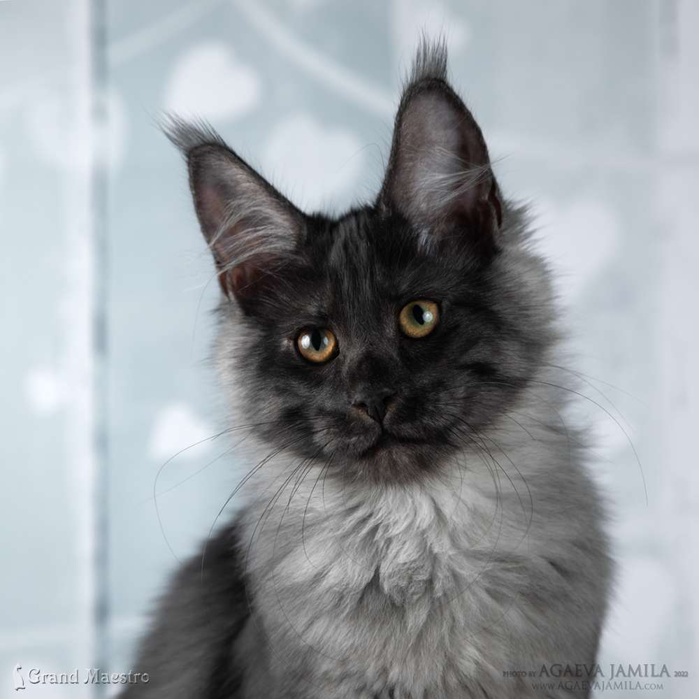 Хлое, 4 мес.