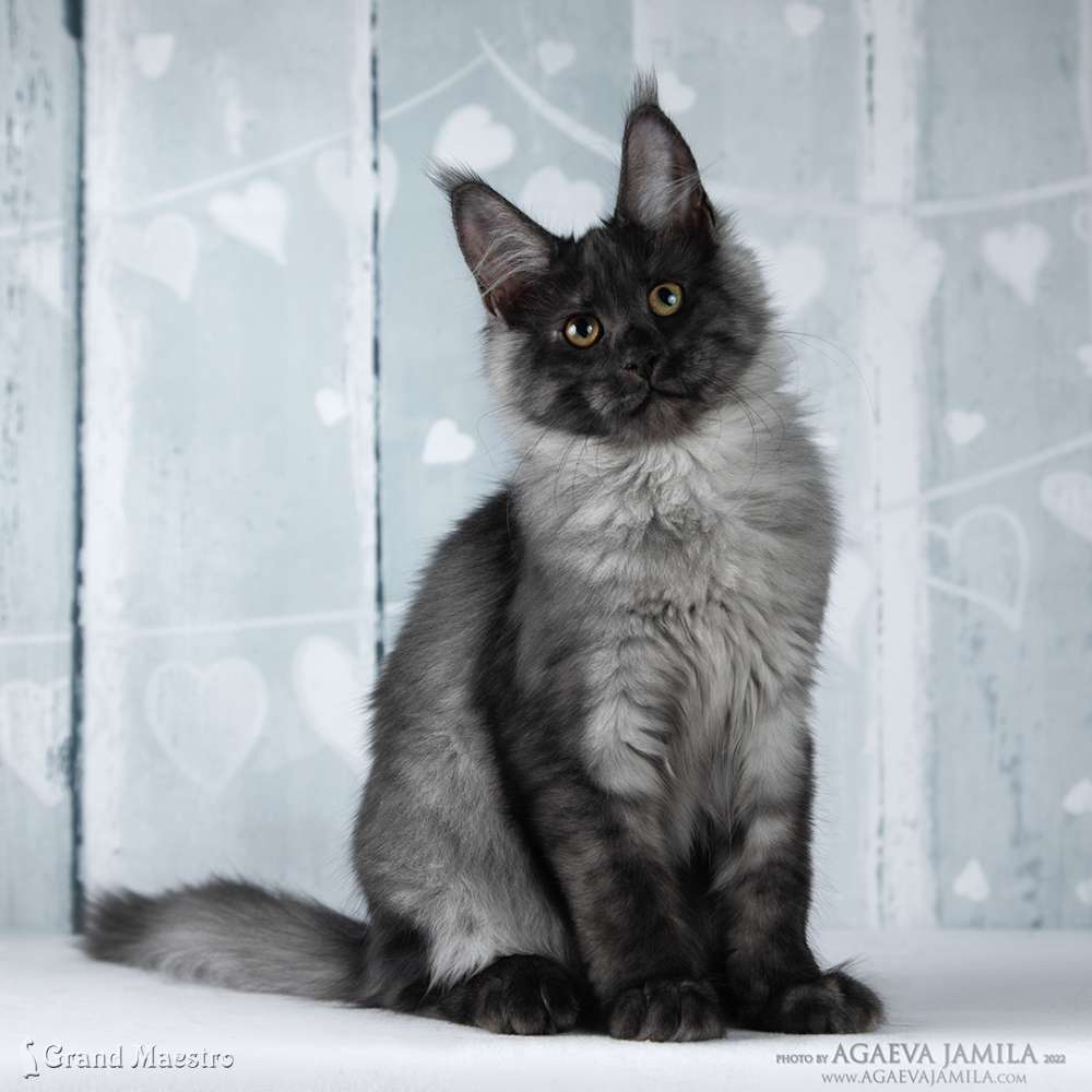 Хлое, 4 мес.