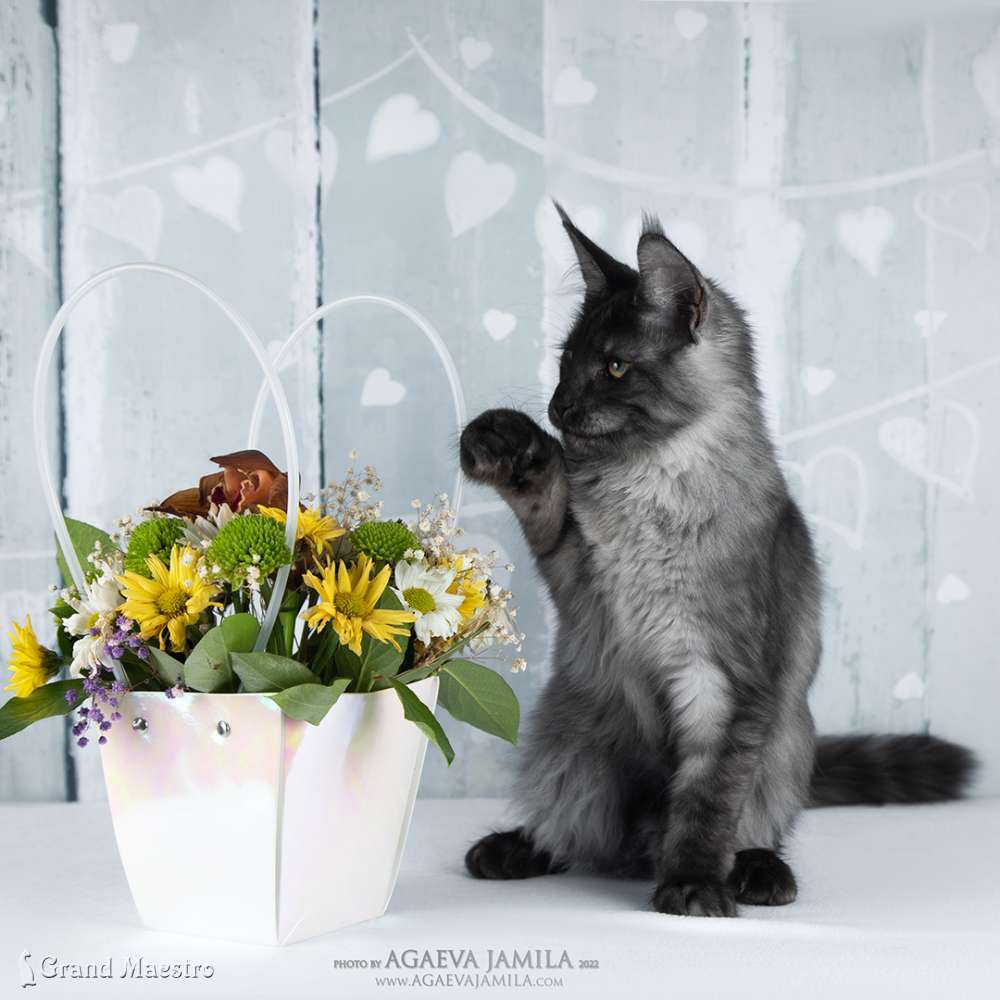 Хлое, 4 мес.
