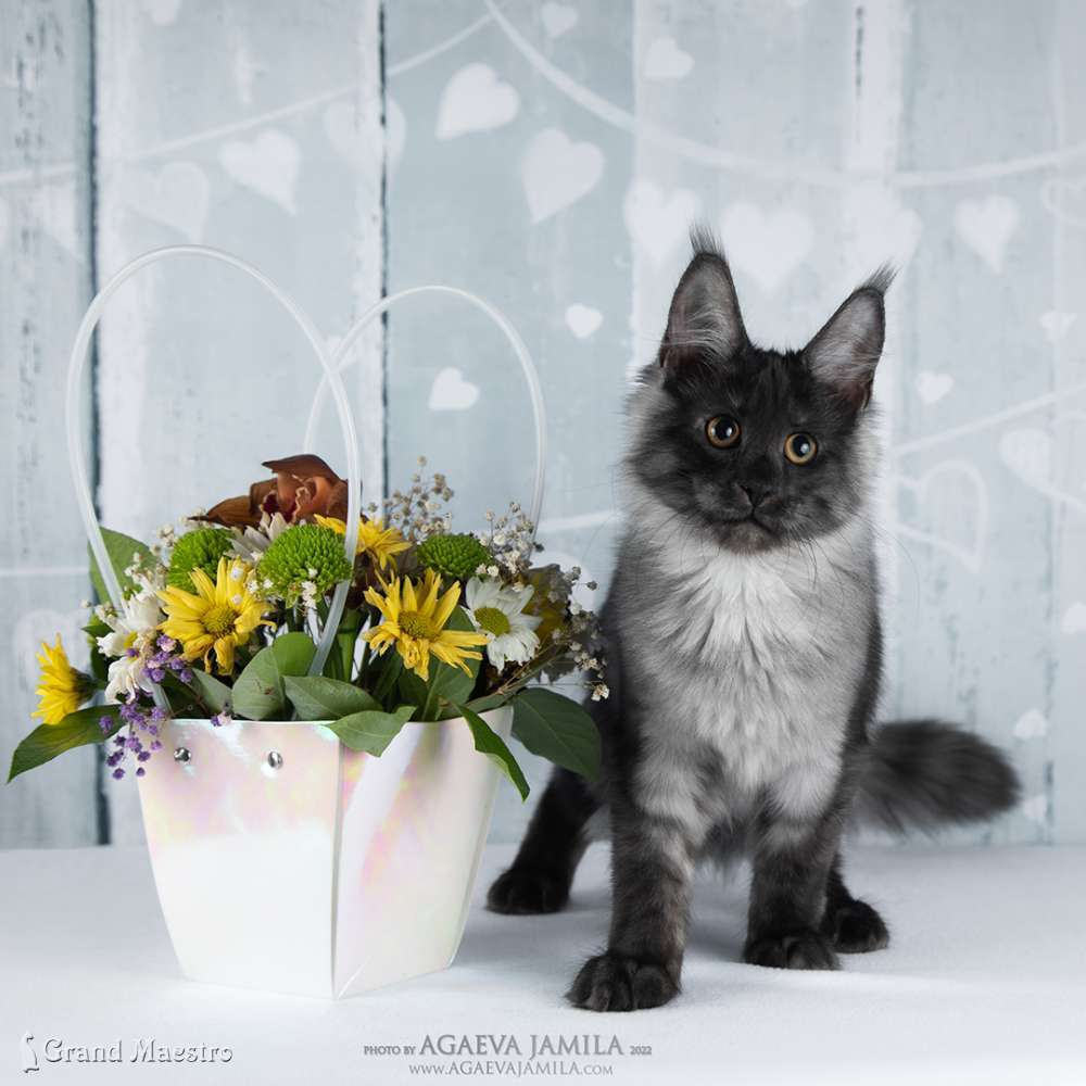 Хлое, 4 мес.