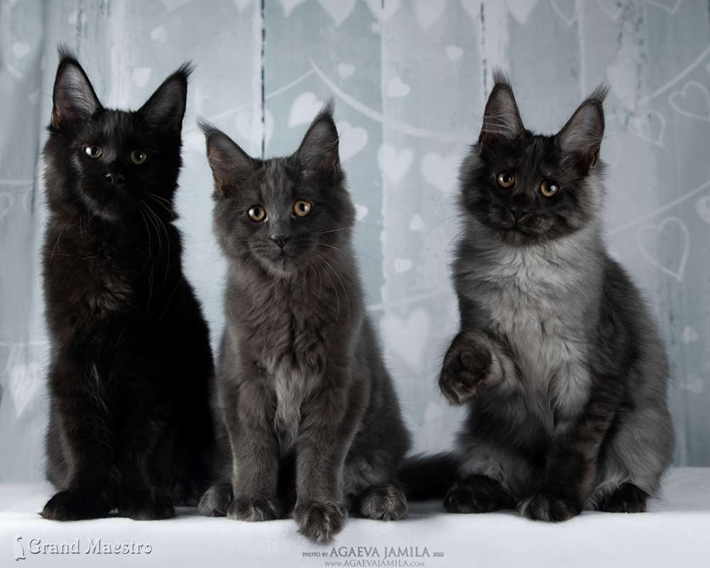 Кларенс, Катрин и Хлое, 4 мес.