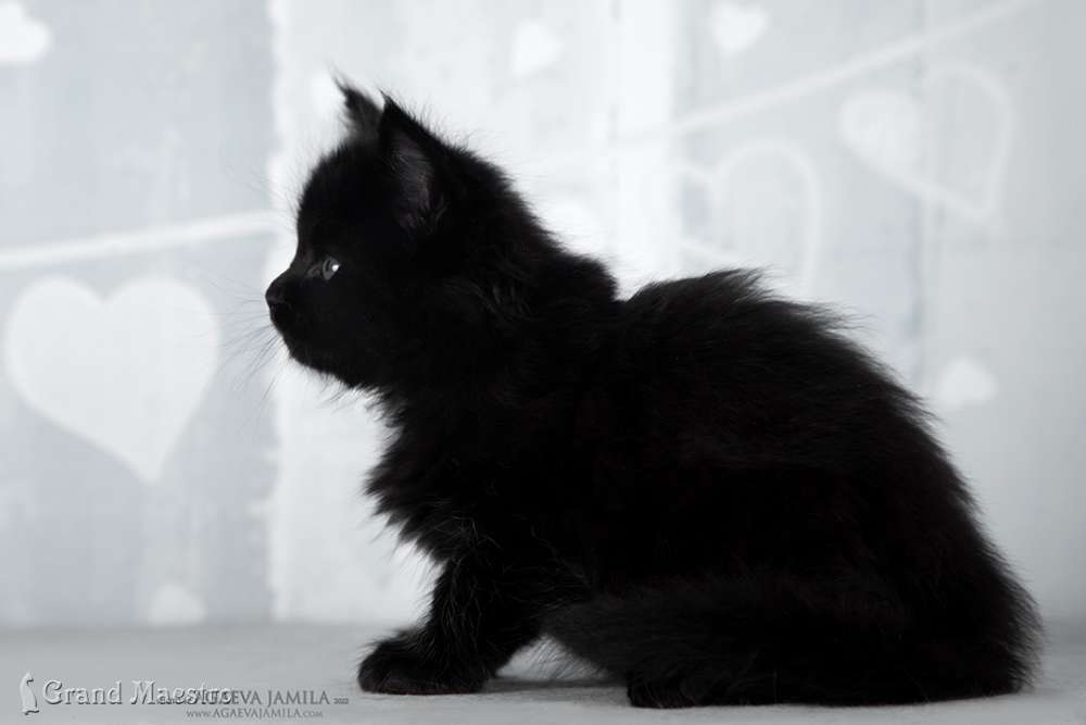 Эдельвейс, 1 мес.