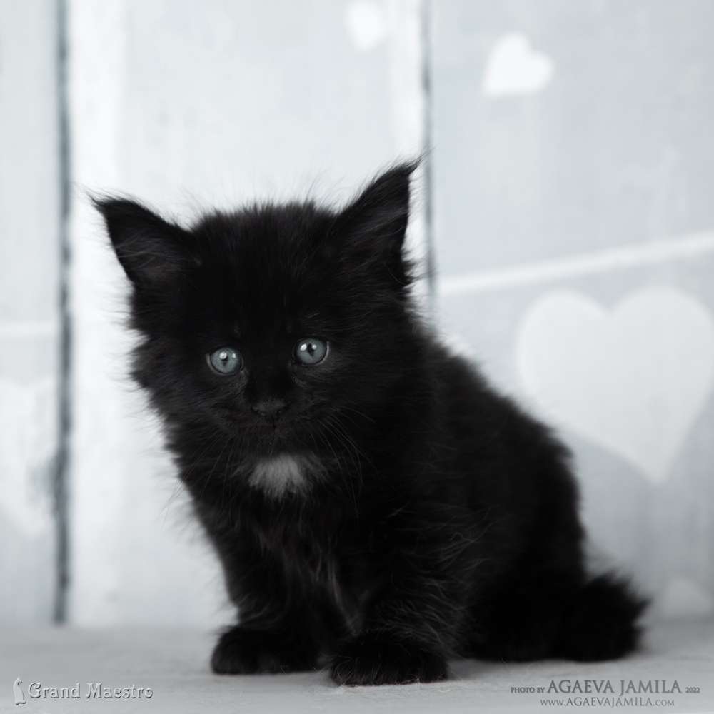 Эдельвейс, 1 мес.