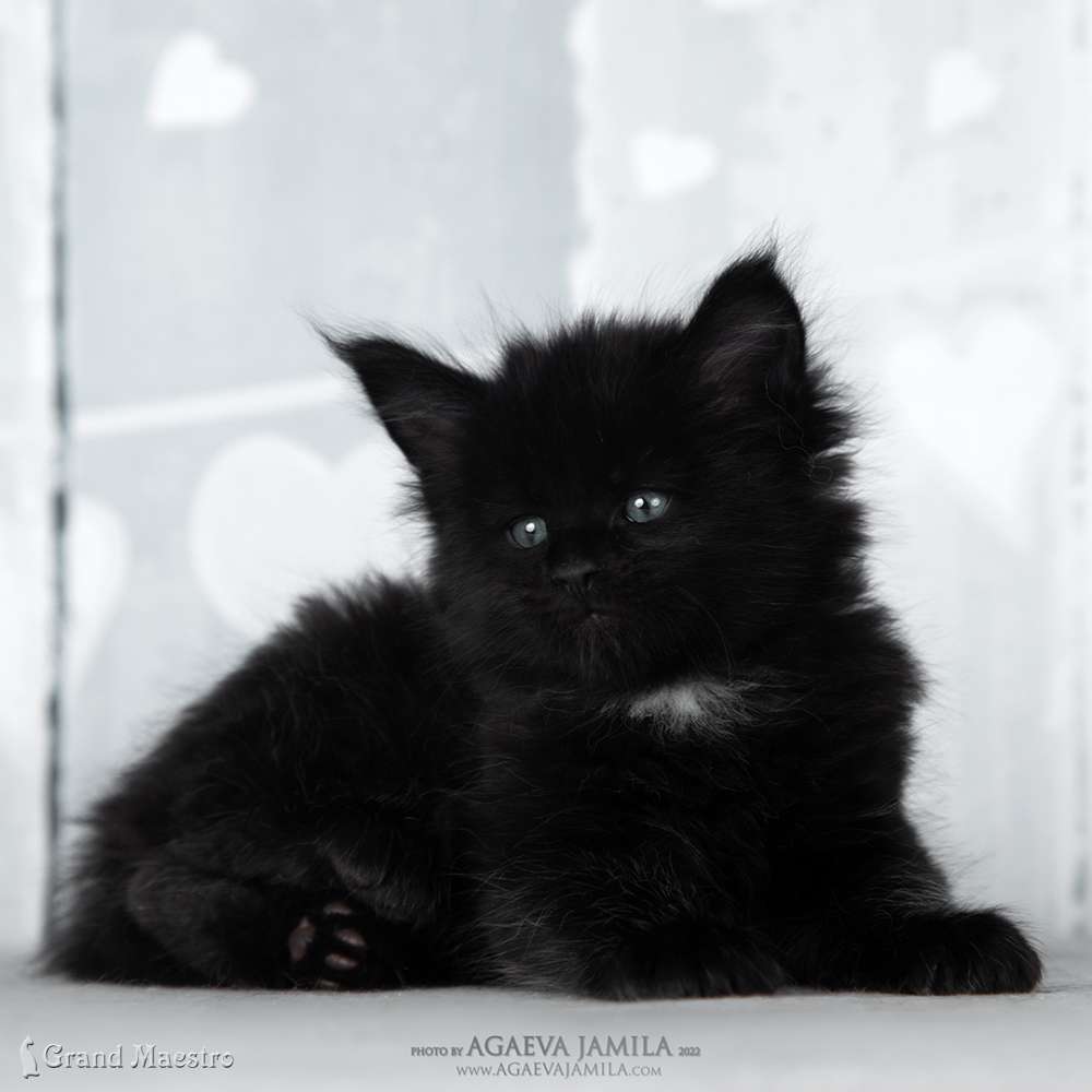 Эдельвейс, 1 мес.