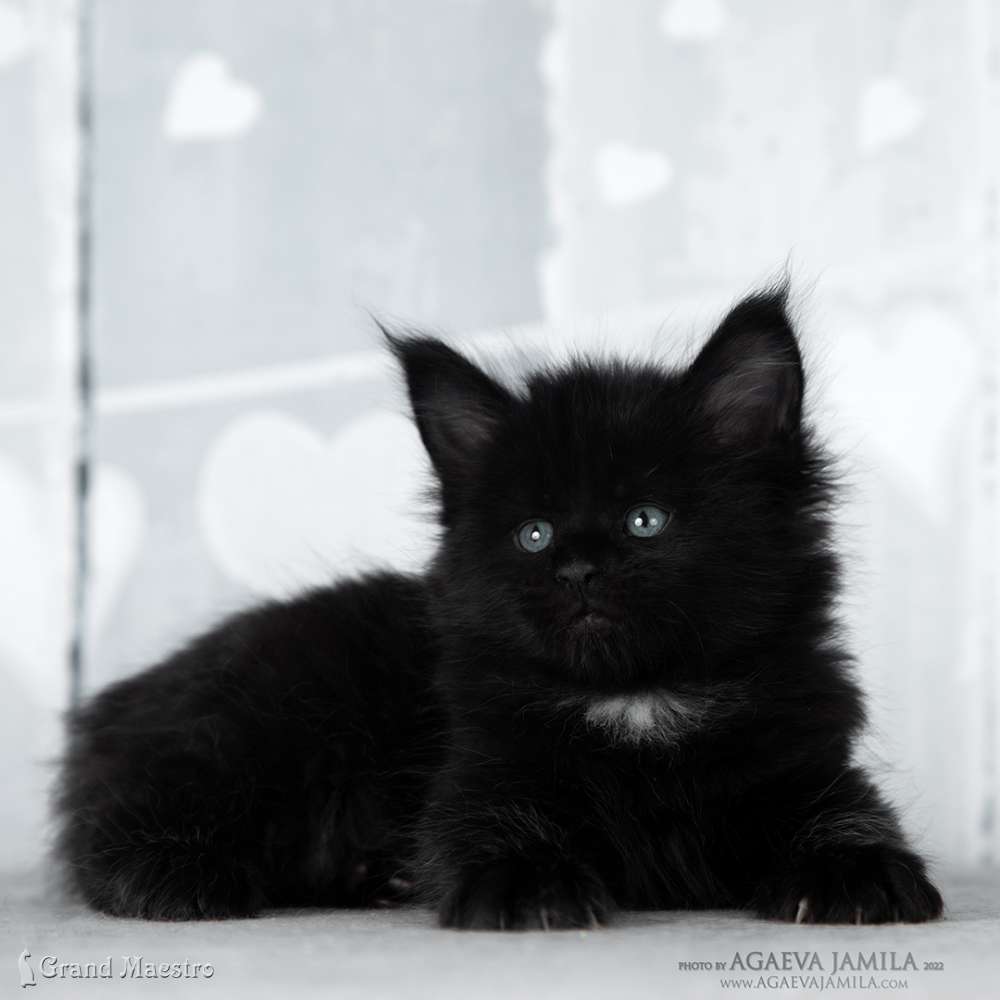 Эдельвейс, 1 мес.