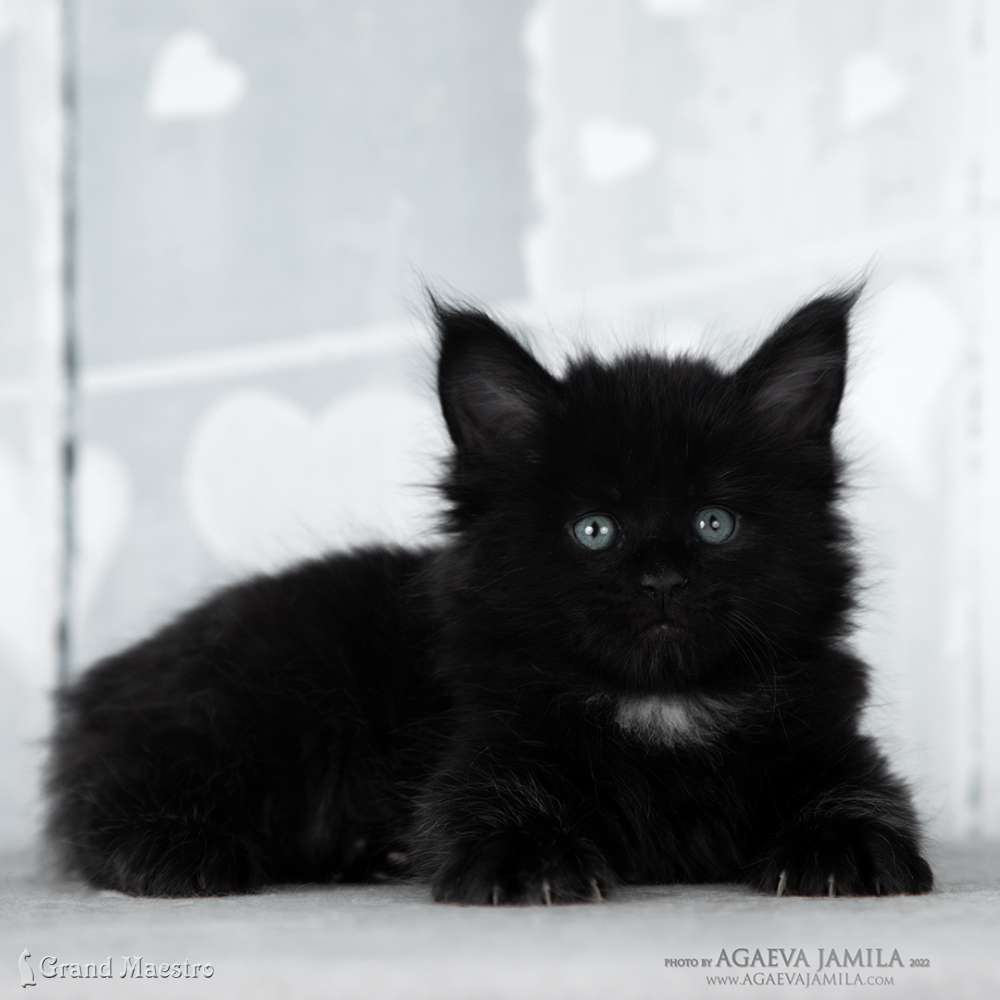 Эдельвейс, 1 мес.