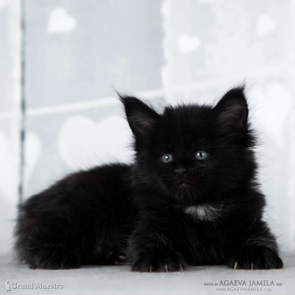 Эдельвейс, 1 мес.