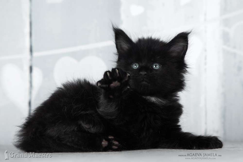 Эдельвейс, 1 мес.