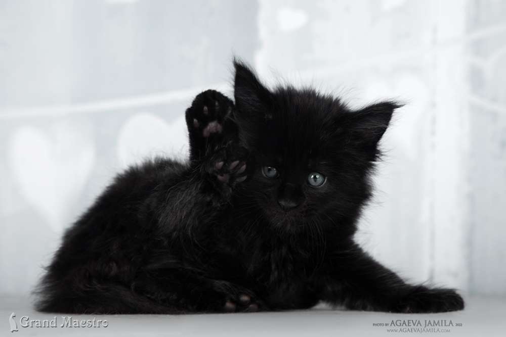 Эдельвейс, 1 мес.
