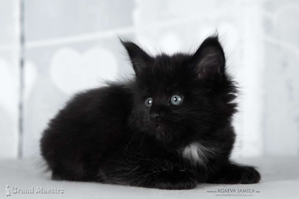 Эдельвейс, 1 мес.