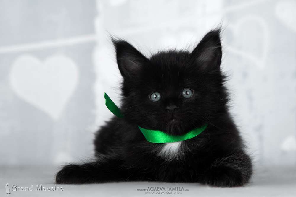 Эдельвейс, 1 мес.