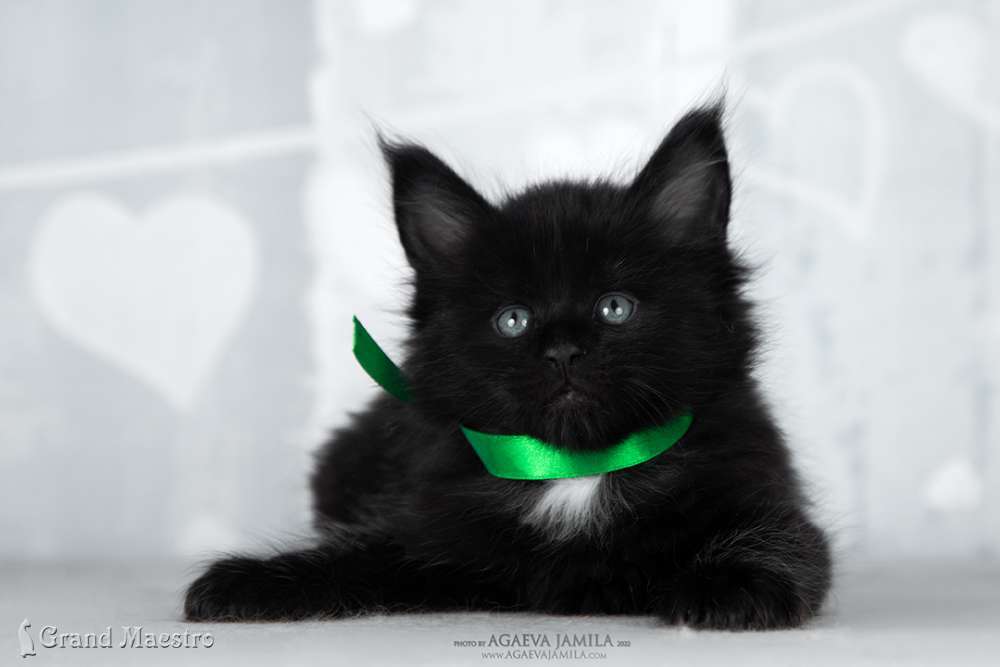 Эдельвейс, 1 мес.